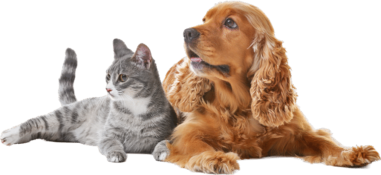 Dog and cat