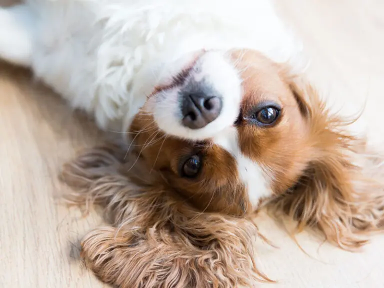 Relaxed dog