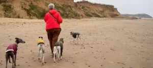 Dogs on the beach