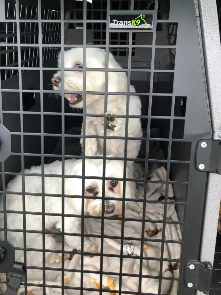 2 Maltese dogs in crate ready to travel safely on holiday