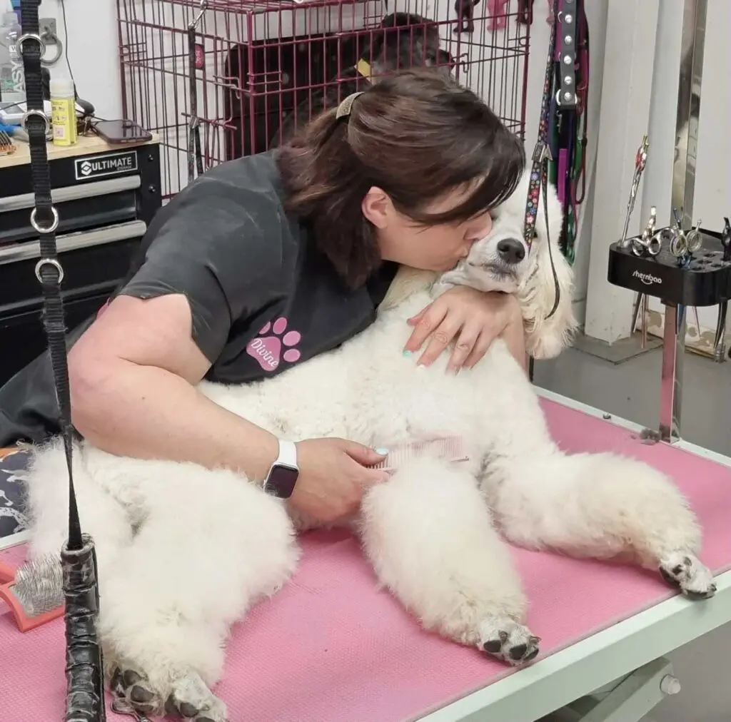 dog at the groomers