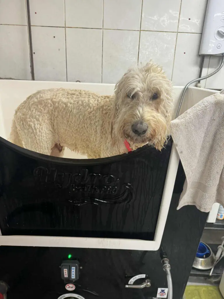 dog at the groomers