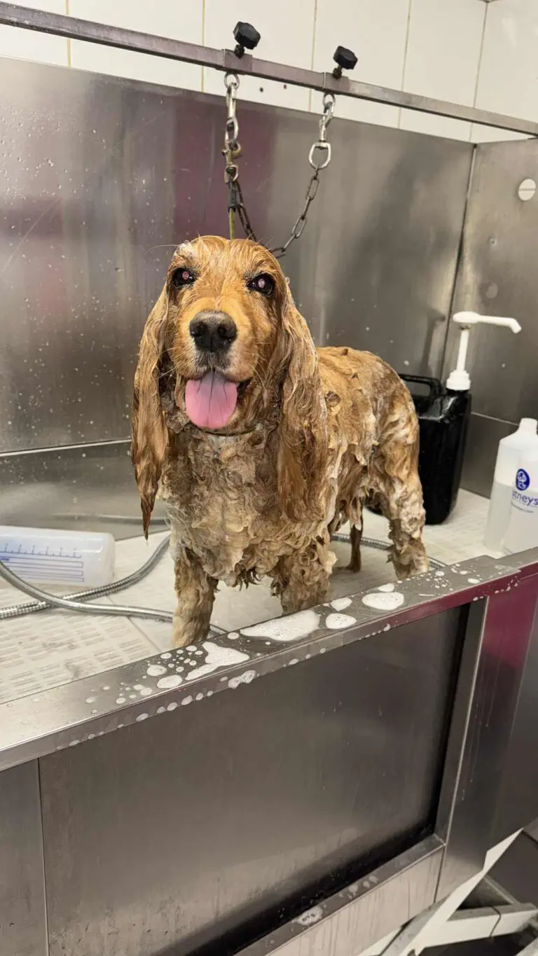 dog being washed at the groomers