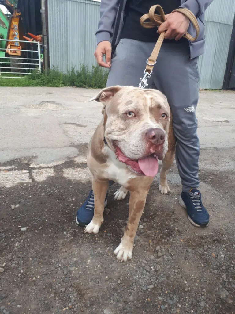 taxi that takes dogs, a bull breed being collected by the pet taxi