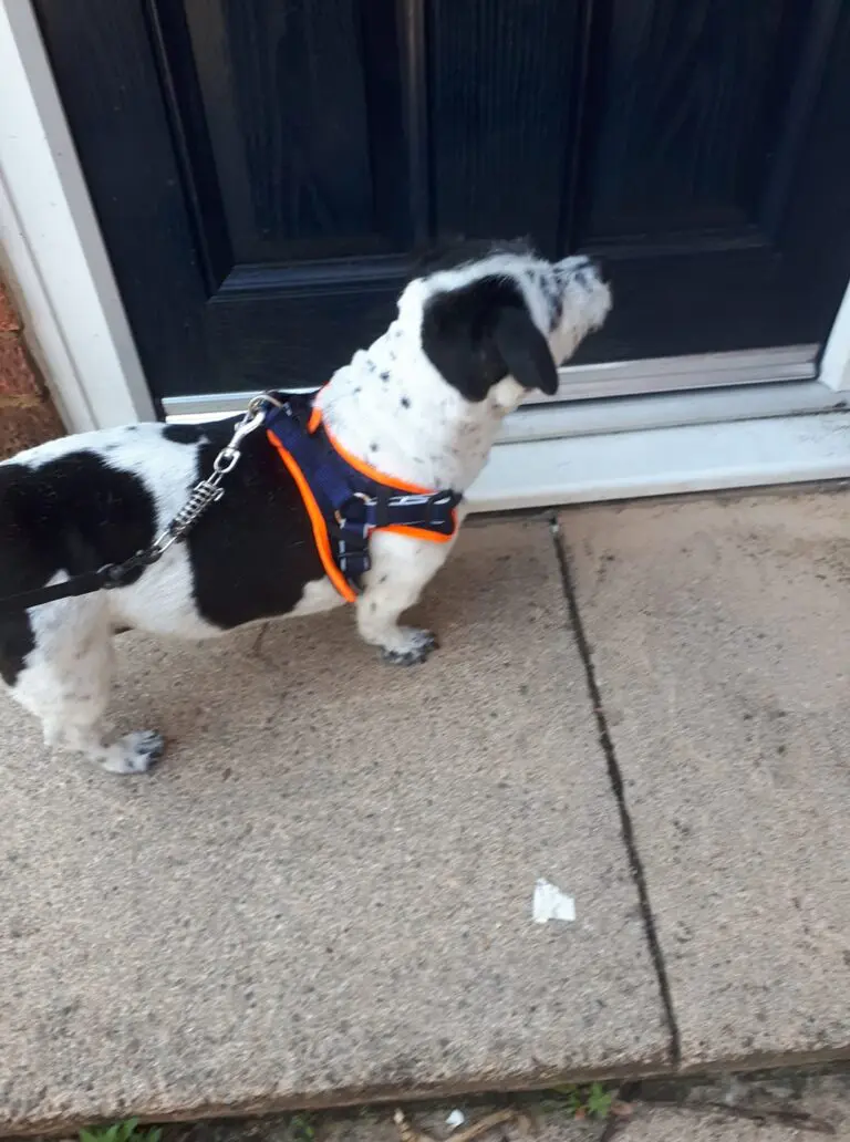 Dog wearing high-visibility harness during calm pet handover service after breakup