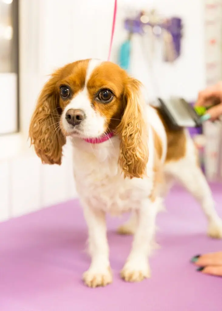 Pre-wedding dog grooming session with Cavalier King Charles Spaniel being brushed to look picture-perfect for a wedding day