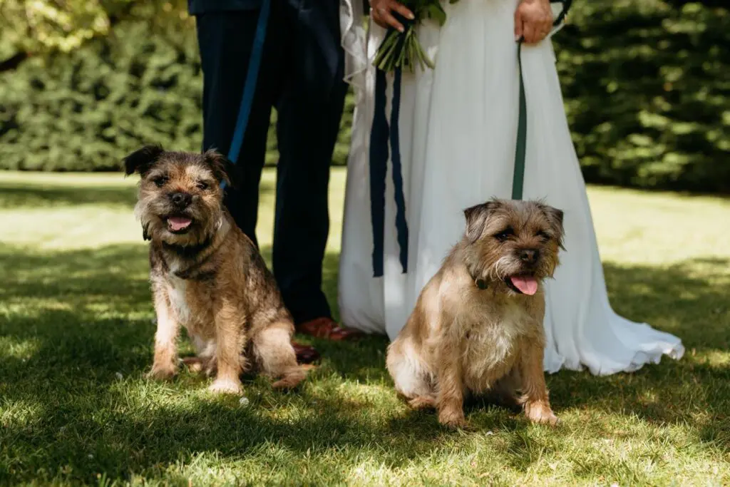 Two dogs posing with the bride and groom during wedding photographs with the help of a Pets 2 Places dog wedding chaperone service.