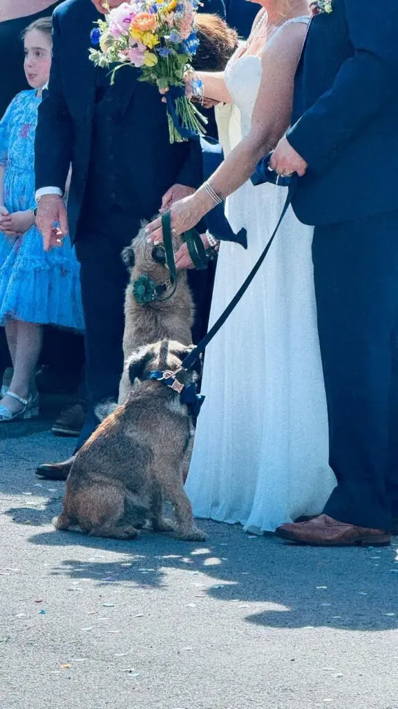 Bride with her two dogs during wedding celebrations, with the four-legged guests enjoying their special role in the day.