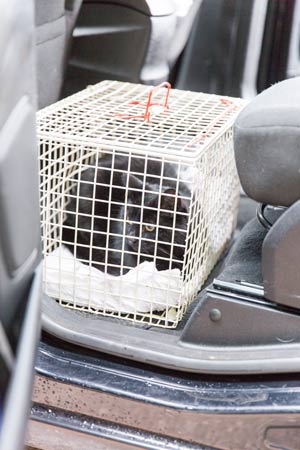 Cat carrier in car
