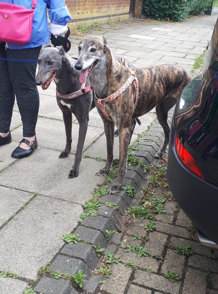 owner with her two rescue dogs standing beside pet taxi