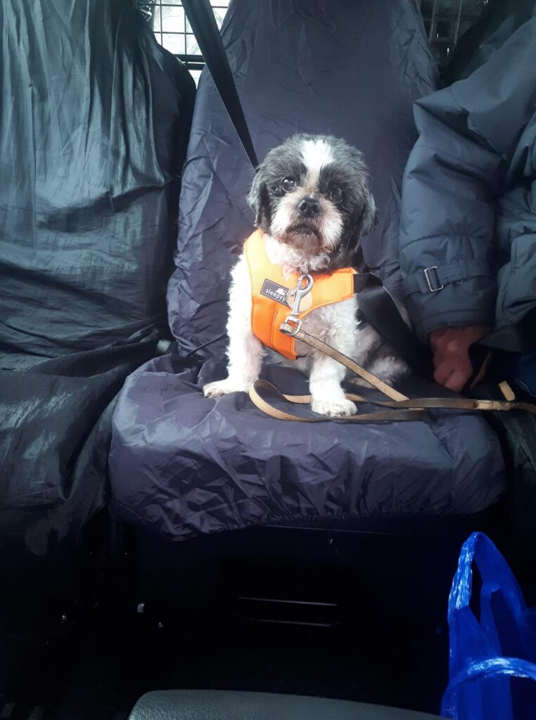 Customer's dog sat safely secured in pet taxi next to her owner