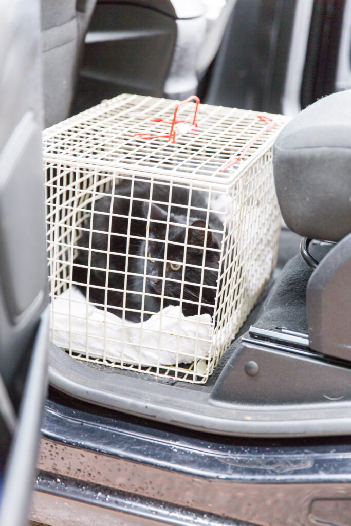 cat in cat carrier in franchised pet taxi
