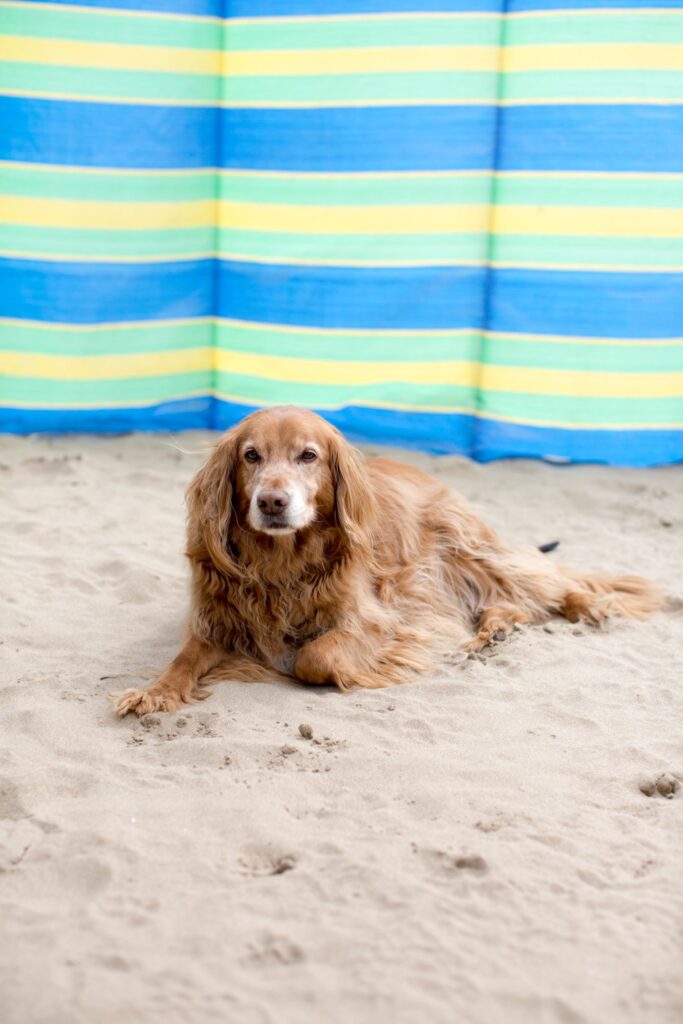 dog on summer holiday on the beach