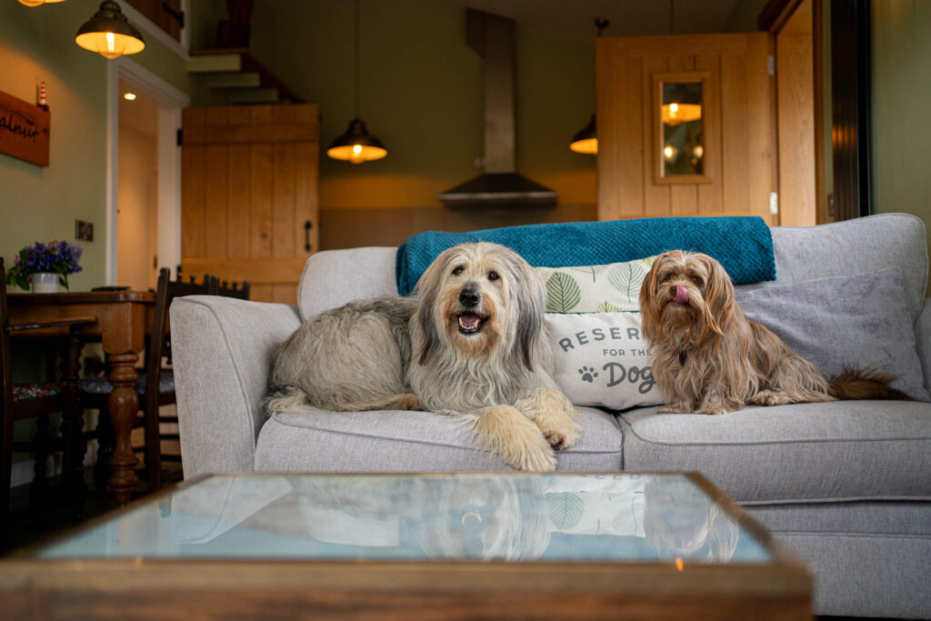 dogs allowed to sit on the sofa in holiday home