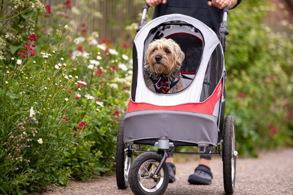 dog sat in dog buggy