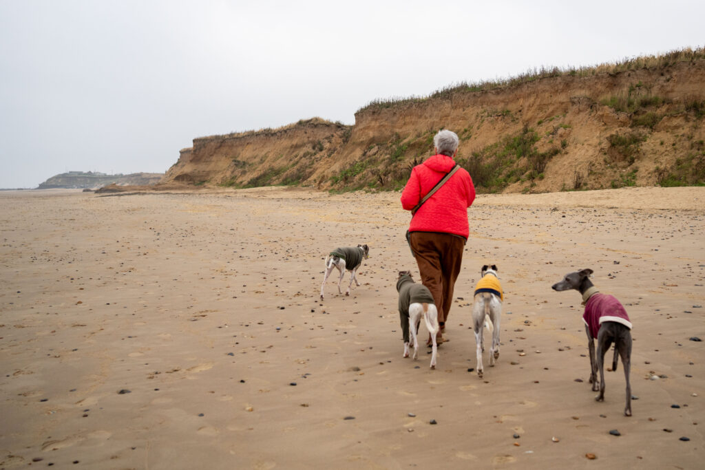 dogs on the beach having fun