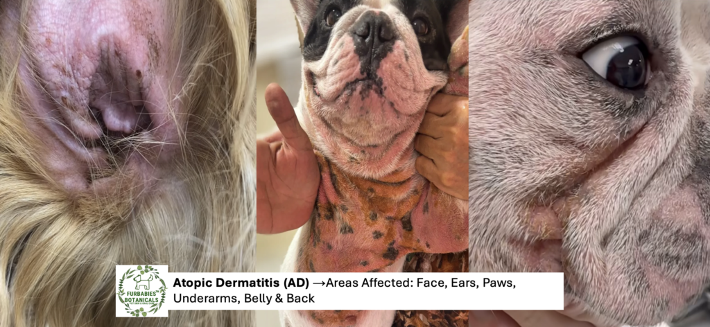 Dog with atopic dermatitis