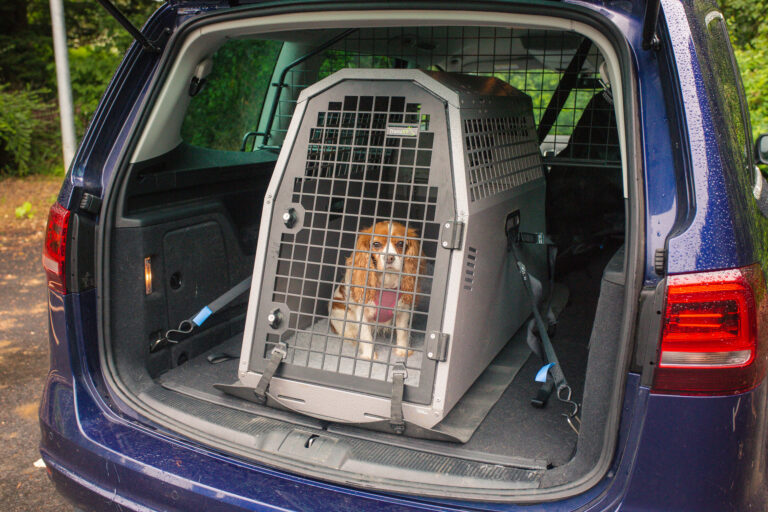 Pet safety travel day
