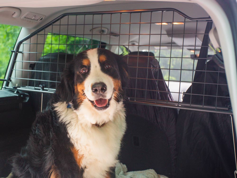 Large Breed Dog safely sat in pet taxi