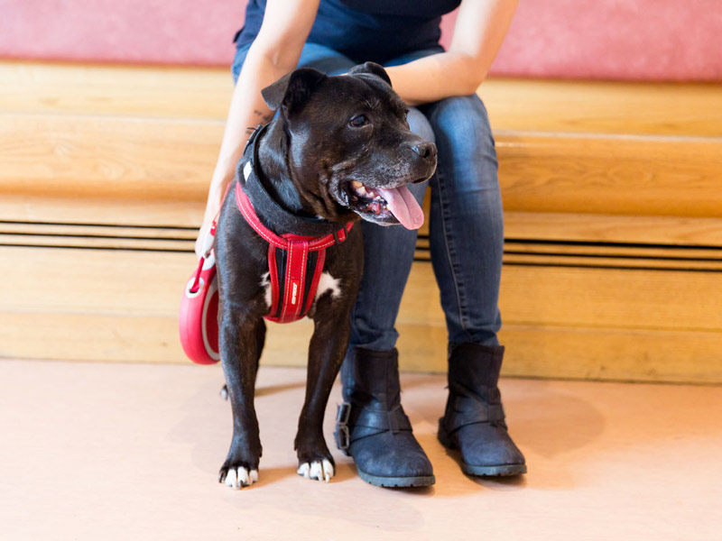 Dog being looked after in waiting room