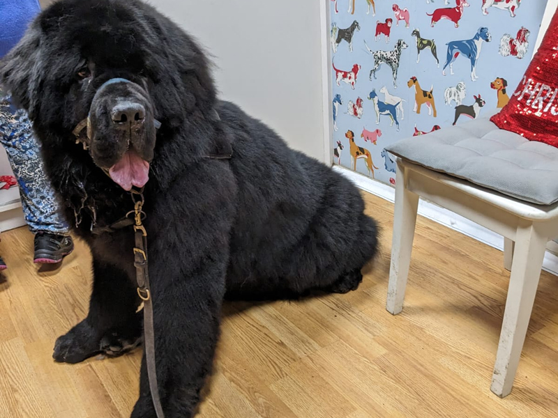Newfoundland at the dog groomers